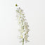 Mokara Orchid Spray (Set of 6)