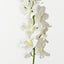 Mokara Orchid Spray (Set of 6)