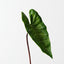 Alocasia Leaf (Set of 12)