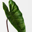 Alocasia Leaf (Set of 12)
