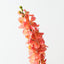 Mokara Orchid Spray (Set of 6)