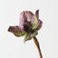 Lady Slipper Orchid (Set of 12)