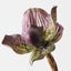 Lady Slipper Orchid (Set of 12)