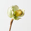 Lady Slipper Orchid (Set of 12)