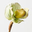 Lady Slipper Orchid (Set of 12)