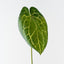 Anthurium Crystal Leaf (Set of 12)