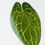 Anthurium Crystal Leaf (Set of 12)