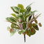 Hosta Dracaena Mix Bush (Set of 6)