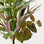 Hosta Dracaena Mix Bush (Set of 6)