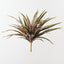 Dracaena Bush (Set of 6)
