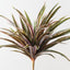 Dracaena Bush (Set of 6)