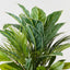 Aglaonema Palm Mix Bush (Set of 6)