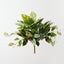 Monstera Hoya Mix Bush (Set of 6)