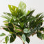 Monstera Hoya Mix Bush (Set of 6)