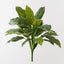 Calathea Bush (Set of 6)
