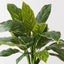 Calathea Bush (Set of 6)