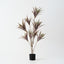 Dracaena Plant (Set of 2)