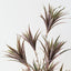 Dracaena Plant (Set of 2)