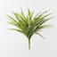 Dracaena Bush (Set of 6)
