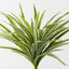Dracaena Bush (Set of 6)
