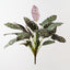 Calathea Bush (Set of 6)