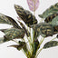 Calathea Bush (Set of 6)