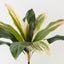 Cordyline Bush (Set of 12)