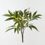 Mango Fern Bush (Set of 6)