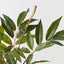 Mango Fern Bush (Set of 6)