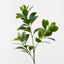 Peperomia Spray (Set of 12)