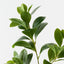 Peperomia Spray (Set of 12)