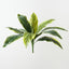 Cordyline Bush (Set of 12)