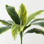 Cordyline Bush (Set of 12)