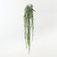 Senecio Hanging Bush (Set of 12)
