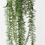 Senecio Hanging Bush (Set of 12)