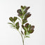 Peperomia Spray (Set of 12)