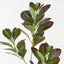 Peperomia Spray (Set of 12)