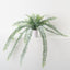 Columnea Plant (Set of 6 )