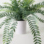 Columnea Plant (Set of 6 )