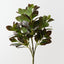 Peperomia Bush (Set of 6)
