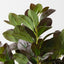 Peperomia Bush (Set of 6)