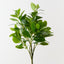 Peperomia Bush (Set of 6)