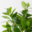 Peperomia Bush (Set of 6)