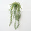 Senecio Plant (Set of 6 )