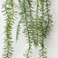 Senecio Plant (Set of 6 )
