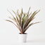Dracaena Plant (Set of 4 )