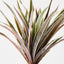 Dracaena Plant (Set of 4 )