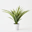 Dracaena Plant (Set of 4 )