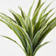 Dracaena Plant (Set of 4 )