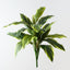 Cordyline Plant (Set of 6)